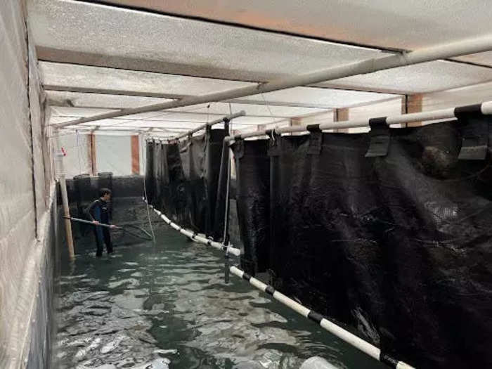 To harvest, one or two of the three aquaculture technicians throws on a wetsuit to jump in the tank and wind a giant net around the tank to trap the shrimp.