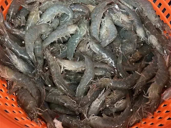 The shrimp are harvested every Tuesday and Friday and reap about 300 to 400 pounds per batch.