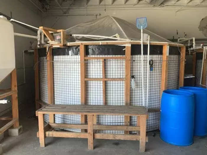 Inside the warehouse, this tank houses the 2-week-old baby shrimp that TransparentSea buys from a hatchery in Florida.