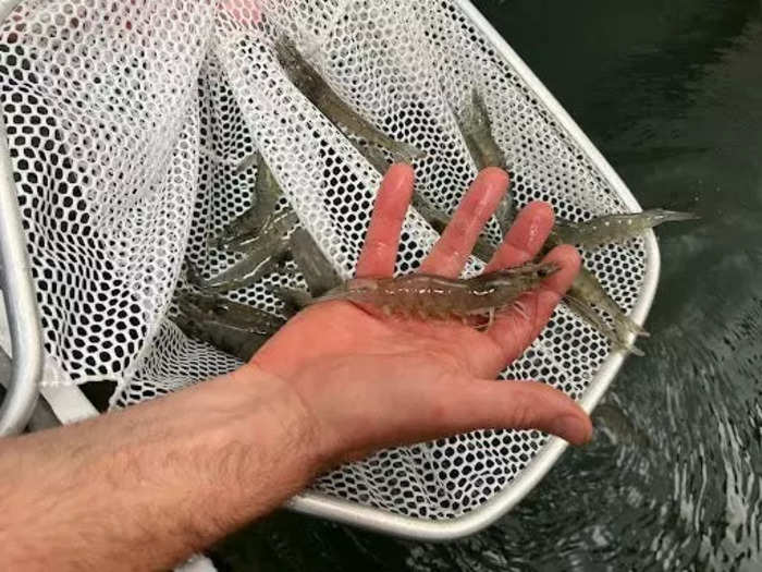 They farm indigo-toned prawns, which are never frozen and sold fresh to local restaurants and customers at the Santa Monica Farmers Market.