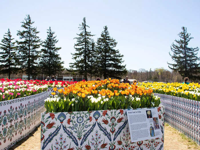 The exhibit features informational signs about the history of the tulip and more than 50,000 tulips, according to the Tulip Time official website.