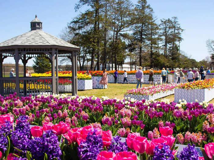 After leaving the gift shops, I drove over to the country fairgrounds to see the Tulip Immersion Garden. The Tulip Time official website said it was designed by Dutch horticulturist Ibo Gülsen.