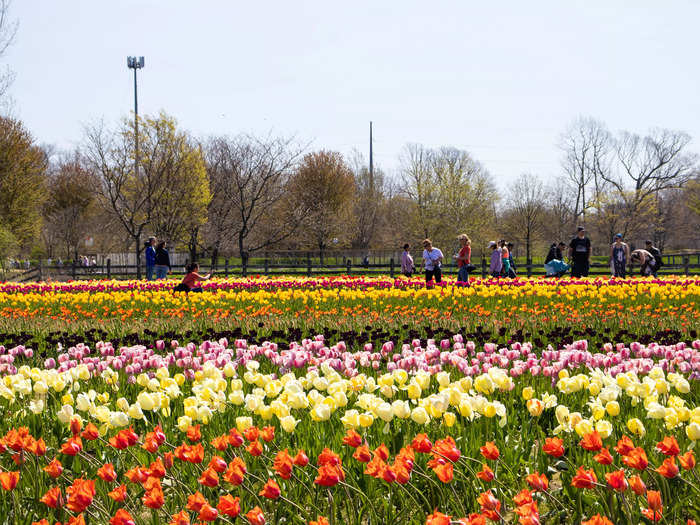 I was able to attend the festival when the tulips were at peak bloom.