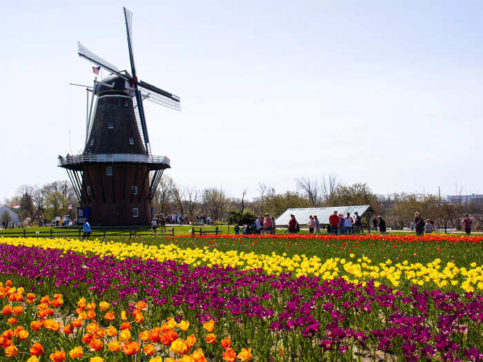 I decided to start at the large De Zwaan Windmill in Windmill Island Gardens.