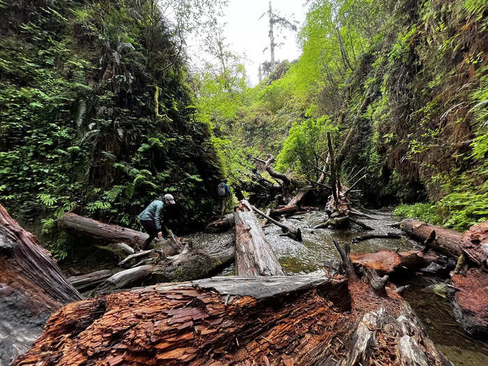 The ground-bound flora in Fern Canyon is equally as magical as the towering trees.