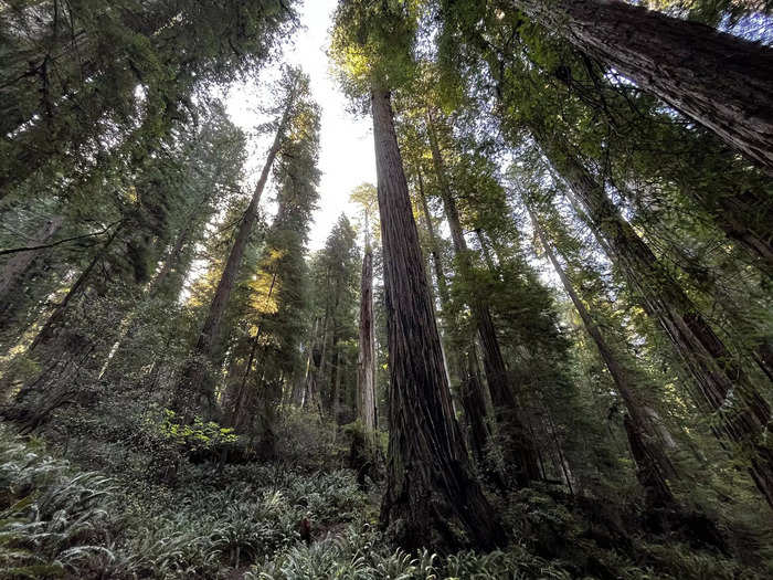 But there are other amazing trees in the park, too.