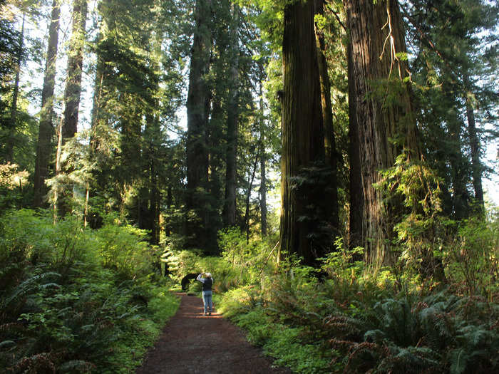 What many people colloquially call Redwood National Park is actually comprised of three state parks.