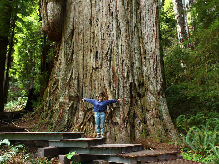 Visiting the Redwood National and State Parks has been a longtime goal of mine.