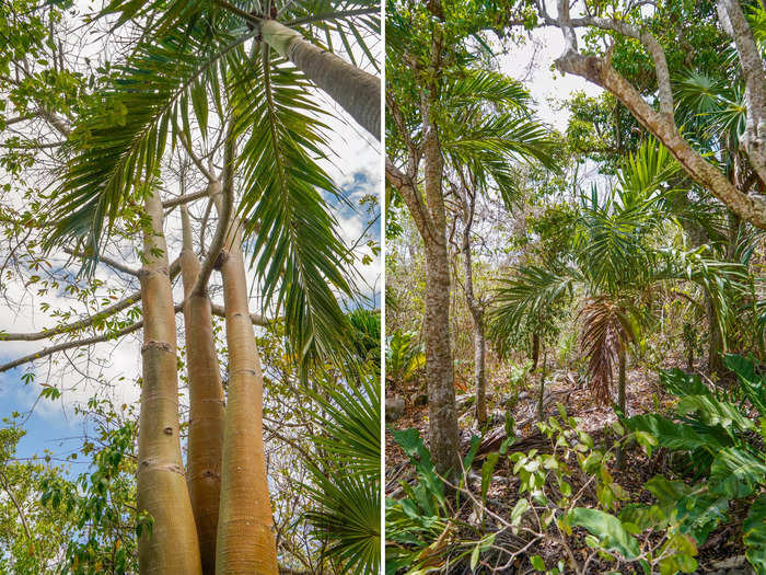 The ancient city is surrounded by a lush tropical forest.