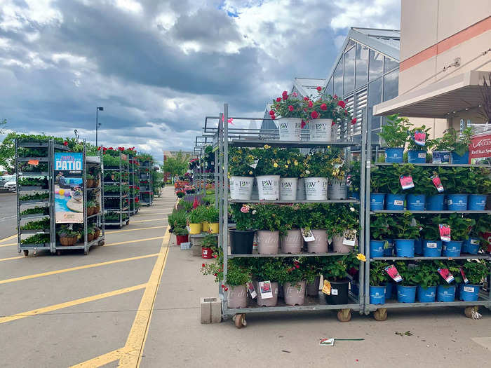 The rows and rows of plants looked nearly endless.