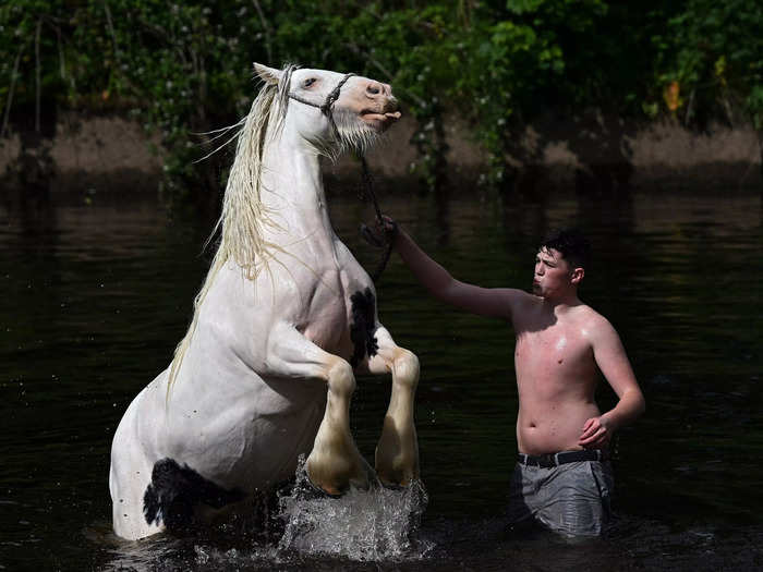 The safety of horses