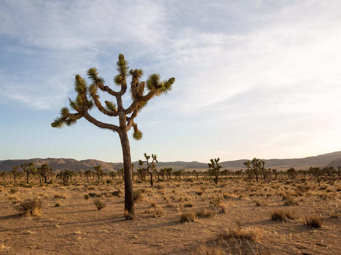 Before I moved from California to New York, I frequented Joshua Tree National Park for quick day visits and "traditional" camping trips.