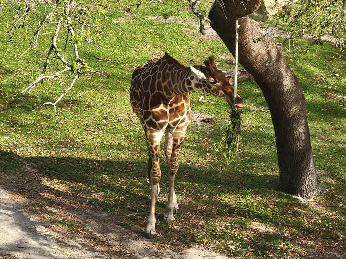 One of the main draws of the resort is the animals.