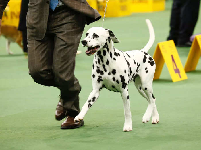 Dalmatians are among the most famous pups in American pop culture, but they still haven