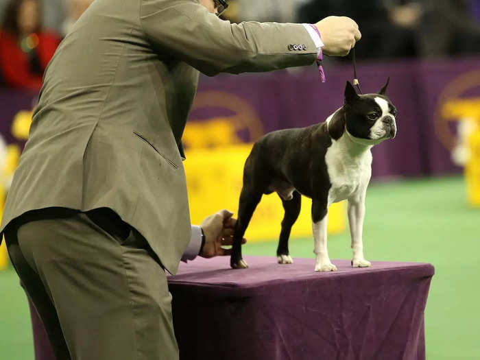 Terrier breeds have won big at Westminster through the decades, but the Boston terrier has had far less luck.