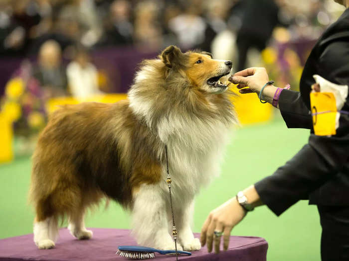 Shetland sheepdogs are known for being extremely intelligent, yet their wits haven