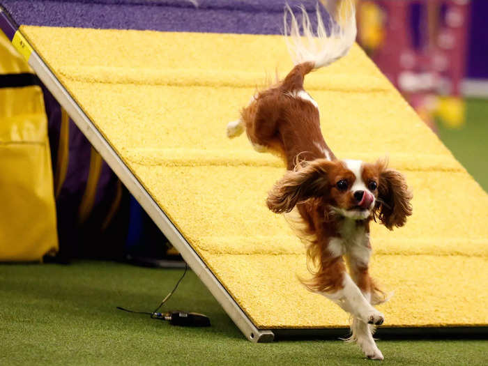 The Cavalier King Charles spaniel is the 18th most popular breed in the US, yet it has never won Best in Show — or even Best of Group — at Westminster.