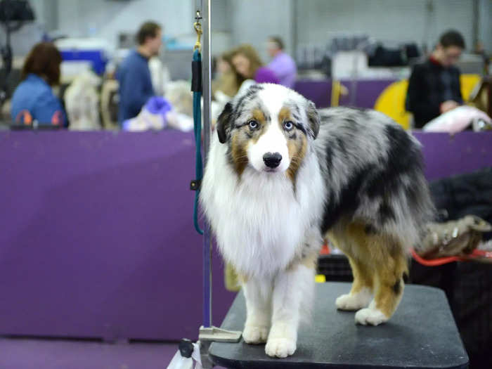 Australian shepherds are the 15th most popular dog in the US, yet they