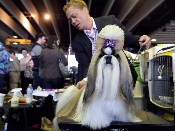 The Shih Tzu may have noble roots, but the adorable toy dog has yet to take the crown at Westminster.