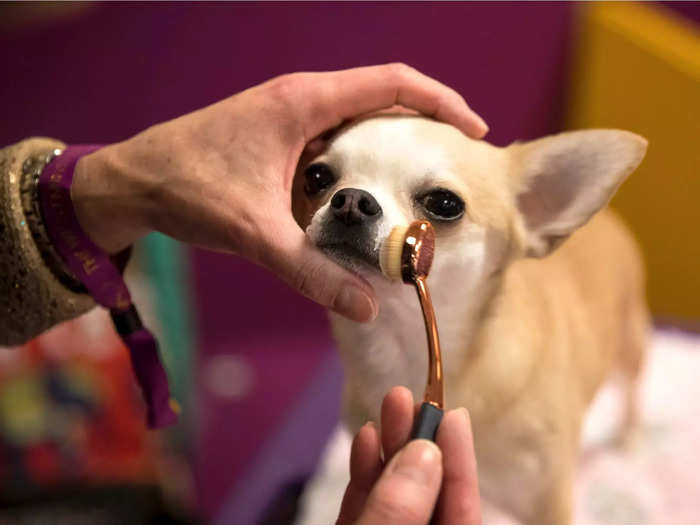 Chihuahuas are the 33rd most popular breed, but they have found little love at Madison Square Garden.