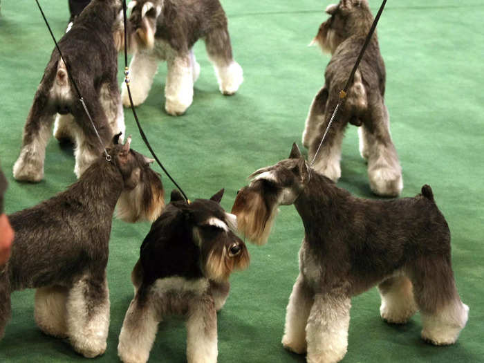 Among the three sizes of Schnauzers, the Miniature Schnauzer is the most popular in America by a mile.