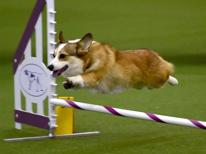 The Pembroke Welsh corgi can count Queen Elizabeth II among its fans. Westminster? Not so much.