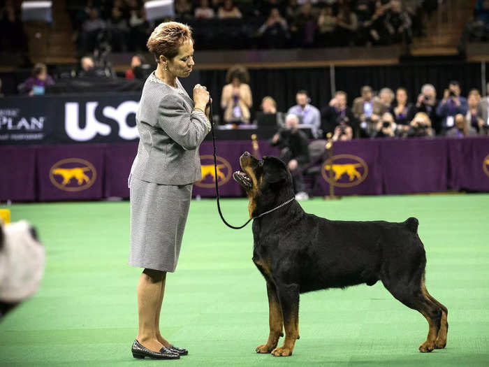 Rottweilers may be the eighth most popular dog breed in America, but they