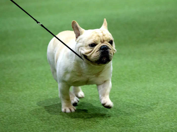 While bulldogs have taken Best in Show twice (in 1913 and 1955), the smaller Frenchie hasn