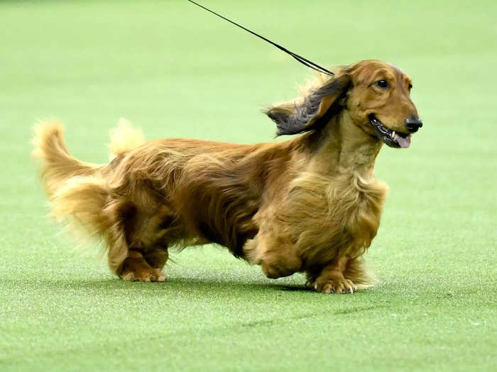 Dachshunds, the twelfth most popular breed, have won Best of Group at Westminster a whopping 11 times.