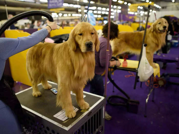 Golden retrievers are the third most popular dog breed in the US, yet they