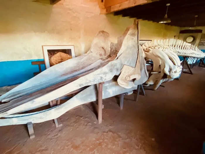 Speaking of marine life, the island has been home to a 42-foot sperm whale skeleton since it washed up in 2000. According to Rowland, its nickname is "Bony Dick," as a nod to "Moby Dick."