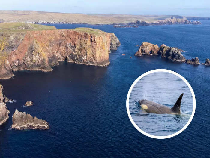 In terms of wildlife, the listing says pods of orca often play in the surrounding waters, a real plus for anyone who fancies a bit of sea-life spotting from the comfort of home.