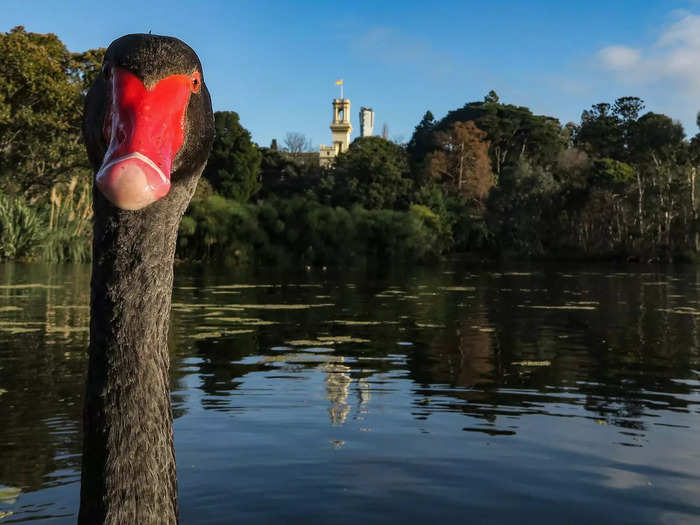 Finalist: "Beak in the Botanic Gardens" by Leigh Henningham