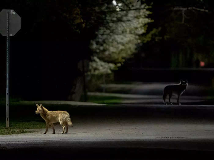 Overall Winner: "Date Night" by Andrew Interisano