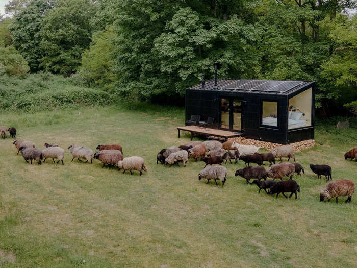 In one cabin, you might wake up to views of roaming animals.