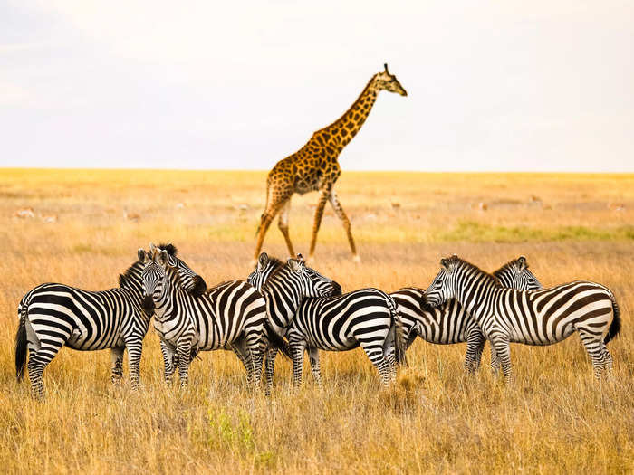 Tanzania is a must-visit country for wildlife enthusiasts.