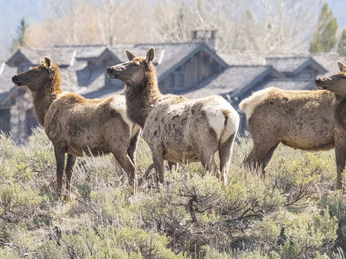 The previous owners hoped to protect a herd of over 600 elk that lives on the property.