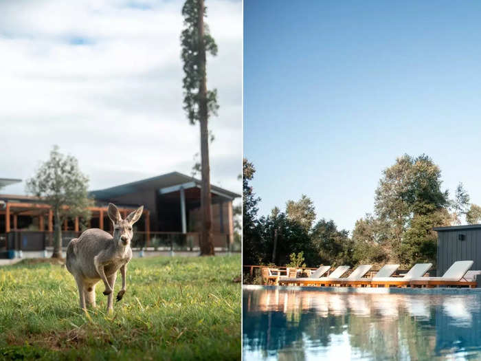 The swimming pool is the perfect spot to catch a view of the red kangaroos, emus, and koalas rescued from bushfires.