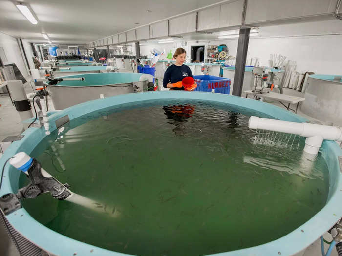 The company uses all-natural feed for the fish, which is dispersed from a rotating mechanism attached to the middle of each tank, according to Ng.