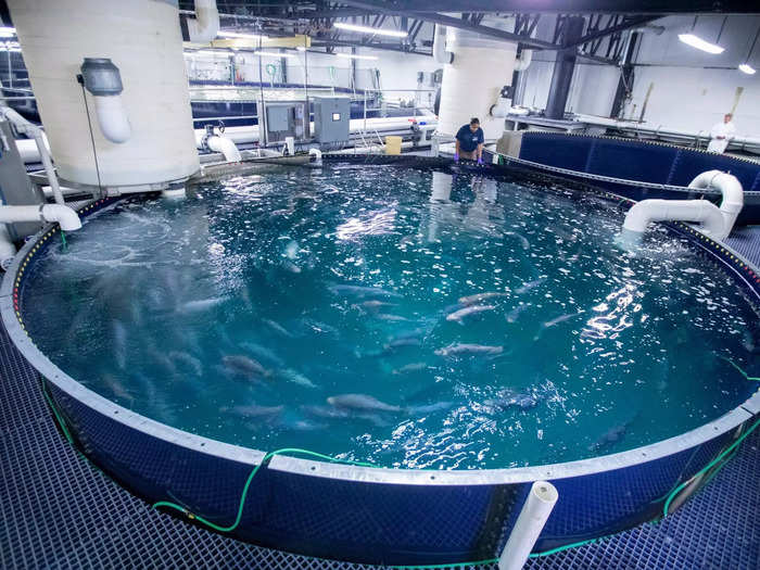 The fishery uses six different systems to grow the fish, from egg incubation to "grow-out" across 54 tanks in a controlled environment, meaning the health and welfare of the fish are monitored every day until they are ready for harvesting.