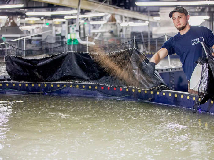 All the fish at the farm, which has 80 employees, are raised in a "closed-loop" system rather than in open water, meaning there is no chance for contamination. Moreover, the system negates harmful side effects of open-water aquaculture, like overfishing, by-catch of other animals like turtles, and coral reef destruction.