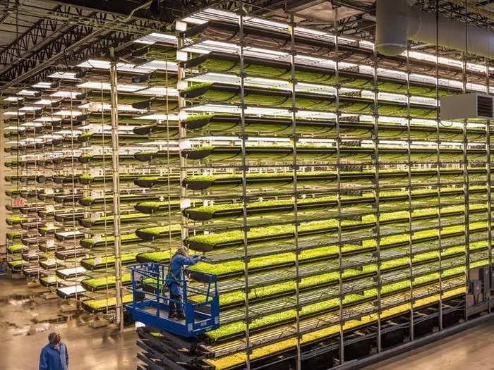 Singapore sources most of the ingredients from AeroFarms, which is an indoor vertical farm located close to both New York-JFK and Newark airports. AeroFarms food is part of the regular menu served onboard Singapore