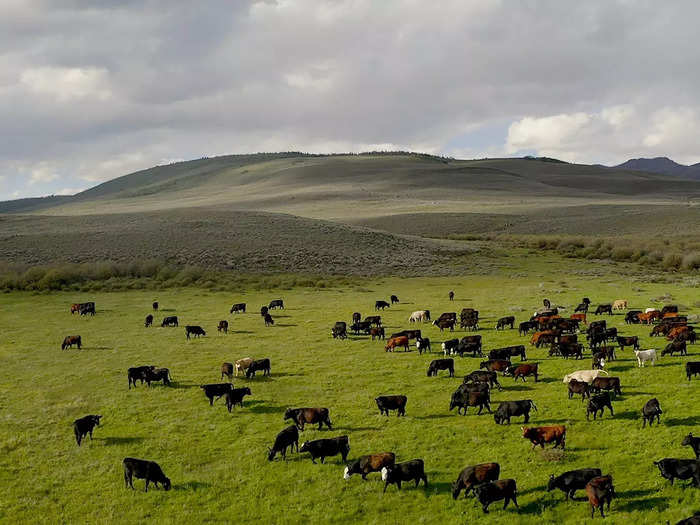 The current owners manage a cattle operation that ran 2,300 yearlings in 2021, according to the listing.