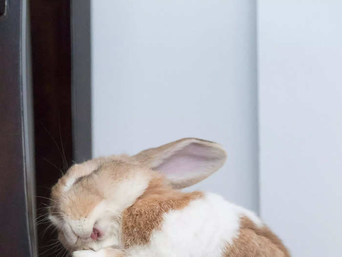 Sarah von Keitz titled this image of her pet rabbit "Goofy Bun."