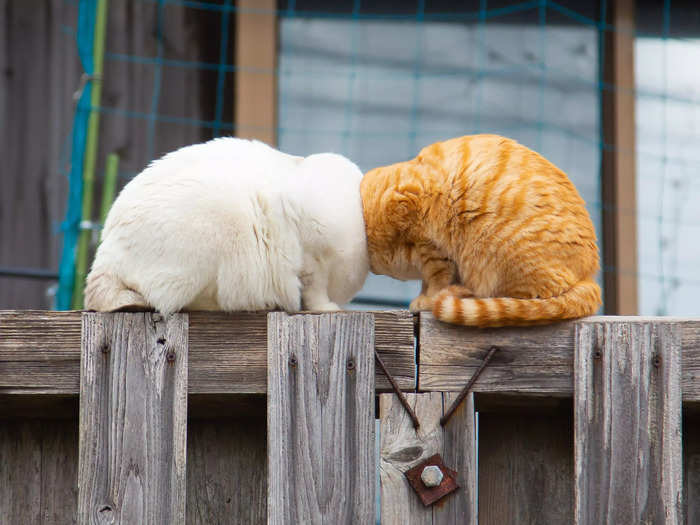 In "Boom Boom," Kenichi Morinaga photographed two cats butting heads.