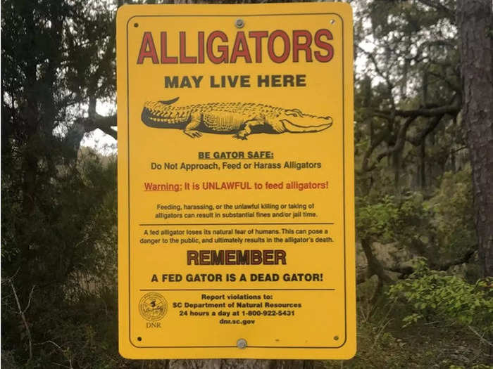 Be alert for alligator sightings. If you do spot one, keep a safe distance.