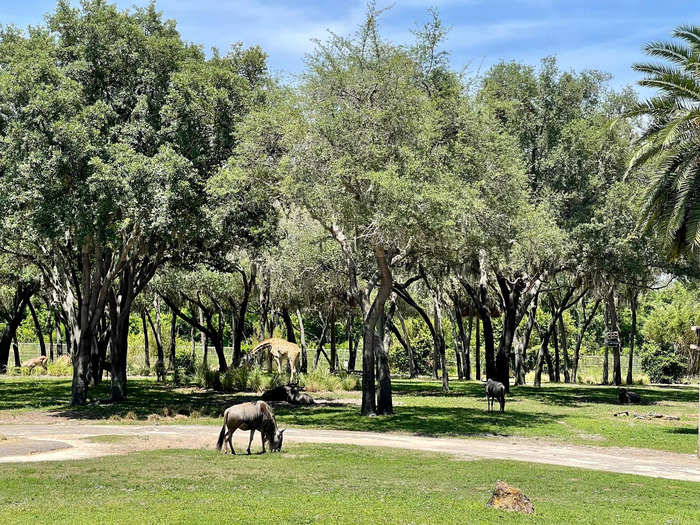 Sanaa offers stunning views of free-roaming animals.