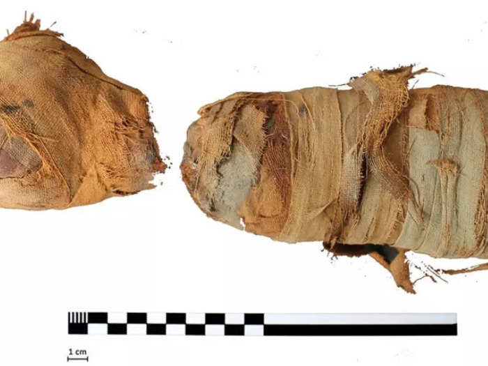 Scientists also scanned a mummified cat...