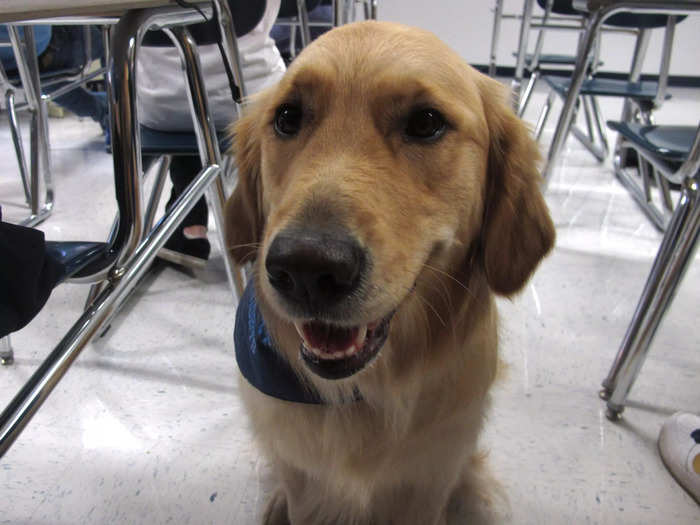 2013: Junie, a therapy dog at Prospect High School in Illinois, sat in a classroom.