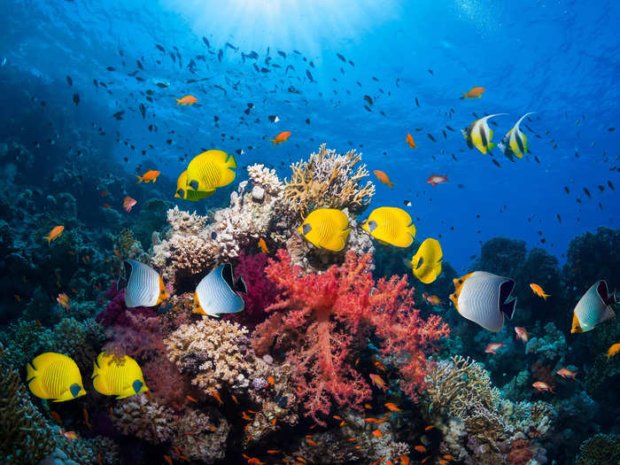 The company also says that after several years coral growth can create a "thriving underwater ecosystem."